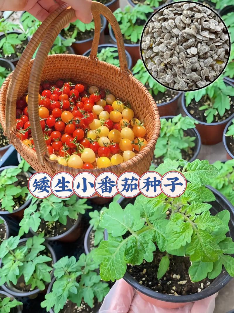 你们都在用什么美容养颜呀，求指教「焕然番茄种子怎么种植的」 你们都在用什么美容养颜呀，求指教「焕然番茄种子怎么种植的」 植物种类