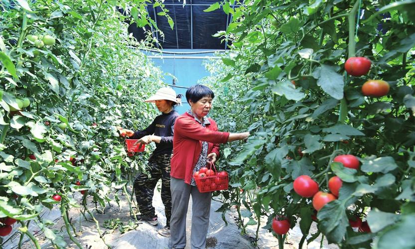 农村种植西红柿，怎样确定西红柿采收期？采收期应该掌握哪些技术「室外怎么种植番茄树视频教程」 农村种植西红柿，怎样确定西红柿采收期？采收期应该掌握哪些技术「室外怎么种植番茄树视频教程」 土壤施肥