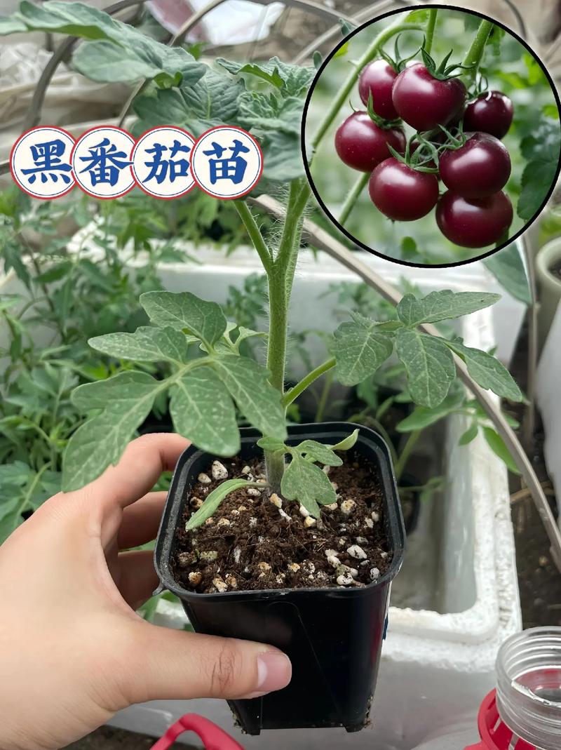 番茄苗种植方法「种植番茄怎么养苗好呢视频」 番茄苗种植方法「种植番茄怎么养苗好呢视频」 番茄病虫害防治
