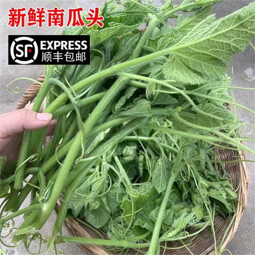 苏北阳历十一月适合种什么「种植番茄南瓜怎么种植的视频」 苏北阳历十一月适合种什么「种植番茄南瓜怎么种植的视频」 植物种类