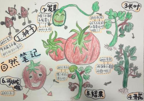 食物入画如何秀色可餐「小番茄怎么种植简笔画图片」 食物入画如何秀色可餐「小番茄怎么种植简笔画图片」 番茄种植技巧