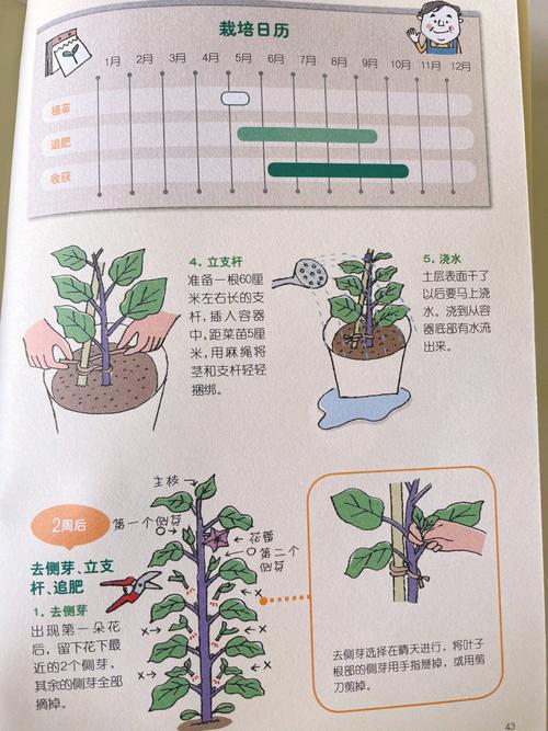 如何种植蔬菜「正确蔬菜种植技巧视频」 如何种植蔬菜「正确蔬菜种植技巧视频」 番茄种植技巧