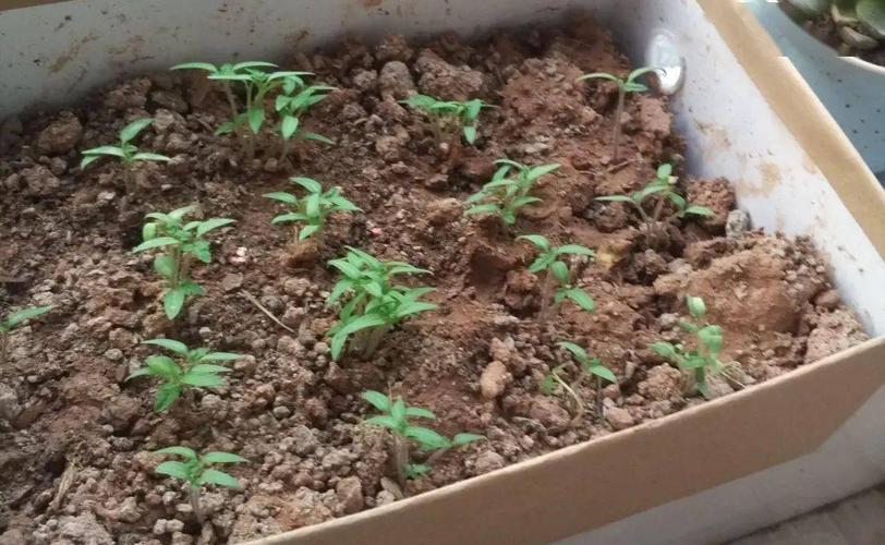 西红柿种子催芽最简单的方法「番茄怎么种植出芽快些呢」 西红柿种子催芽最简单的方法「番茄怎么种植出芽快些呢」 花朵知识