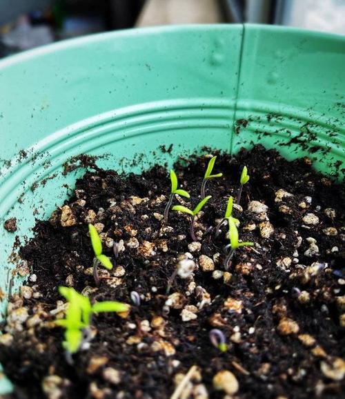 小西红柿怎么种发芽「番茄籽发芽了怎么种植视频」 小西红柿怎么种发芽「番茄籽发芽了怎么种植视频」 农业常识