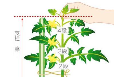 西红柿为什么要压苗「种植番茄怎么压枝好呢」 西红柿为什么要压苗「种植番茄怎么压枝好呢」 种植技巧