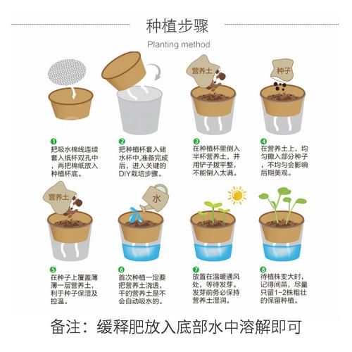 生活中晒一晒自制简易小盆栽「创意蔬菜种植小技巧视频教程」 生活中晒一晒自制简易小盆栽「创意蔬菜种植小技巧视频教程」 农业常识