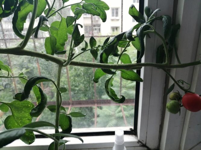 厨房的水槽是单槽的好还是双槽的好「垃圾篓怎么种植番茄种子」 厨房的水槽是单槽的好还是双槽的好「垃圾篓怎么种植番茄种子」 农业常识