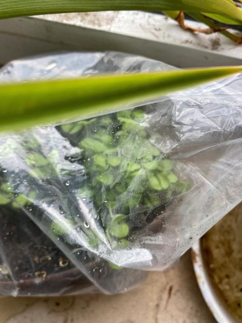 罗勒怎么催芽「芦笋怎么种植番茄种子图片」 罗勒怎么催芽「芦笋怎么种植番茄种子图片」 土壤施肥