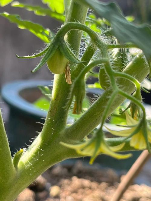 盆栽西红柿结果后怎么剪枝「种植番茄怎么修剪花盆视频」 盆栽西红柿结果后怎么剪枝「种植番茄怎么修剪花盆视频」 农业常识