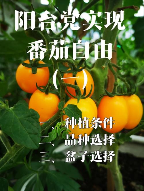 广东番茄什么时候种「广东番茄怎么种植的视频」 广东番茄什么时候种「广东番茄怎么种植的视频」 农业常识