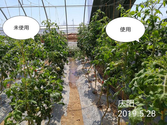 西红柿怎样施底肥？如果用有机肥应该用多少「番茄怎么种田种植视频」 西红柿怎样施底肥？如果用有机肥应该用多少「番茄怎么种田种植视频」 植物种类