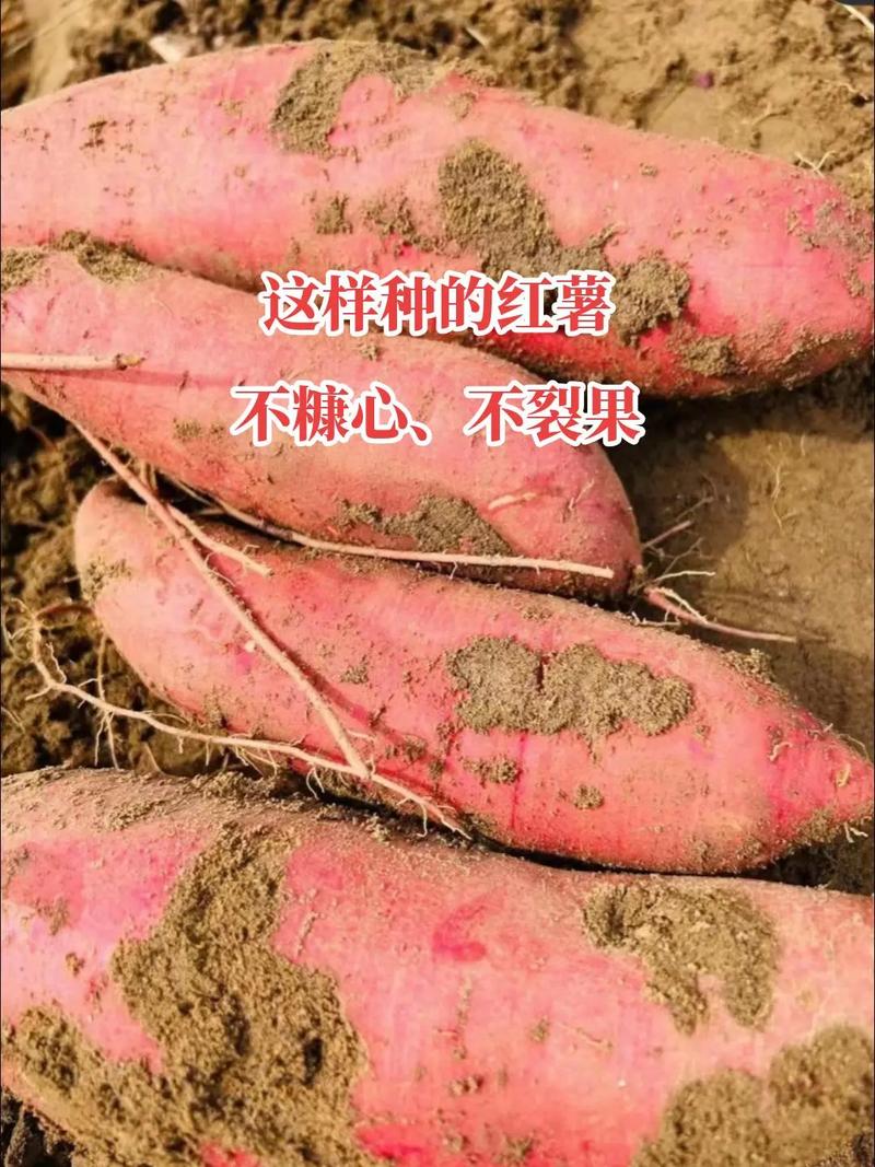 种红薯的方法「番茄种苗大红薯怎么种植视频」 种红薯的方法「番茄种苗大红薯怎么种植视频」 种植技巧