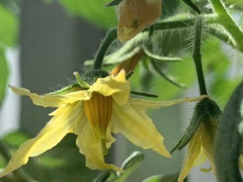 西红柿为什么开花后挂不住「番茄挂着种植好吗怎么养护」 西红柿为什么开花后挂不住「番茄挂着种植好吗怎么养护」 种植技巧