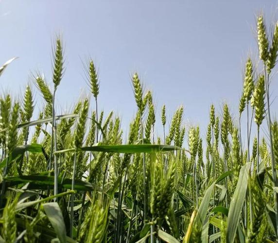 不种冬小麦种什么作物好「不吃番茄的小麦怎么种植视频」 不种冬小麦种什么作物好「不吃番茄的小麦怎么种植视频」 农业常识