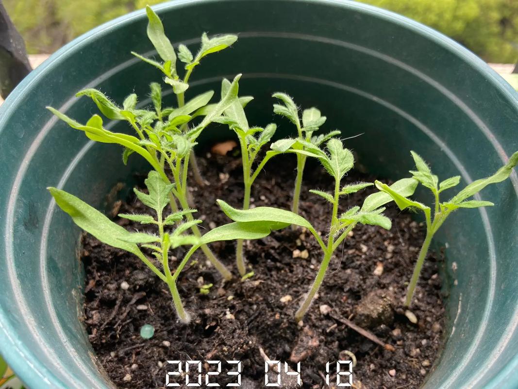 小西红柿种子怎么种植「怎么种植番茄苗子视频」 小西红柿种子怎么种植「怎么种植番茄苗子视频」 花朵知识