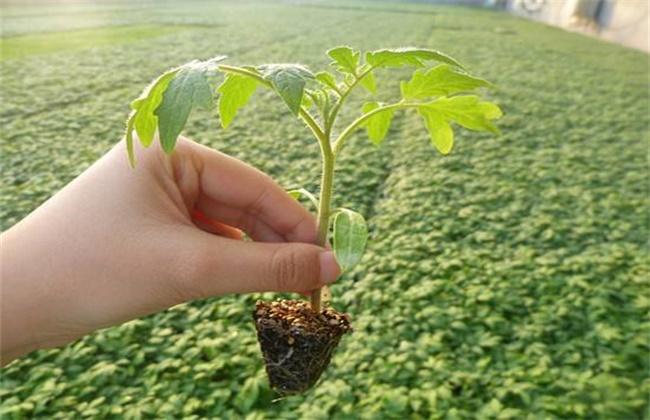 西红柿怎么育苗种植「番茄不育苗怎么种植方法视频」 植物种类 西红柿怎么育苗种植「番茄不育苗怎么种植方法视频」 西红柿怎么育苗种植「番茄不育苗怎么种植方法视频」 植物种类
