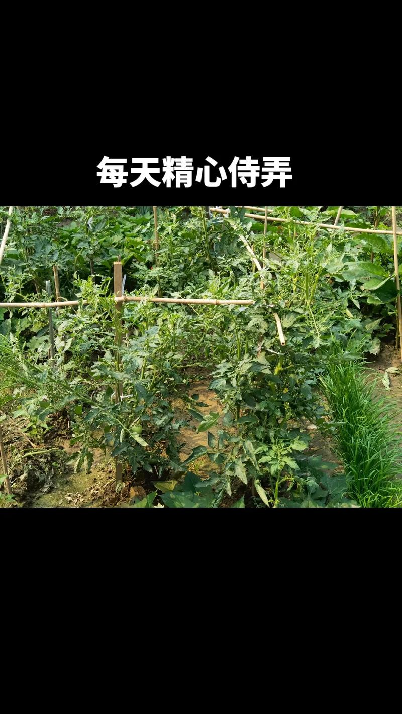 西红柿叶片大怎么办「番茄苗大棵怎么种植的视频」 西红柿叶片大怎么办「番茄苗大棵怎么种植的视频」 农业常识