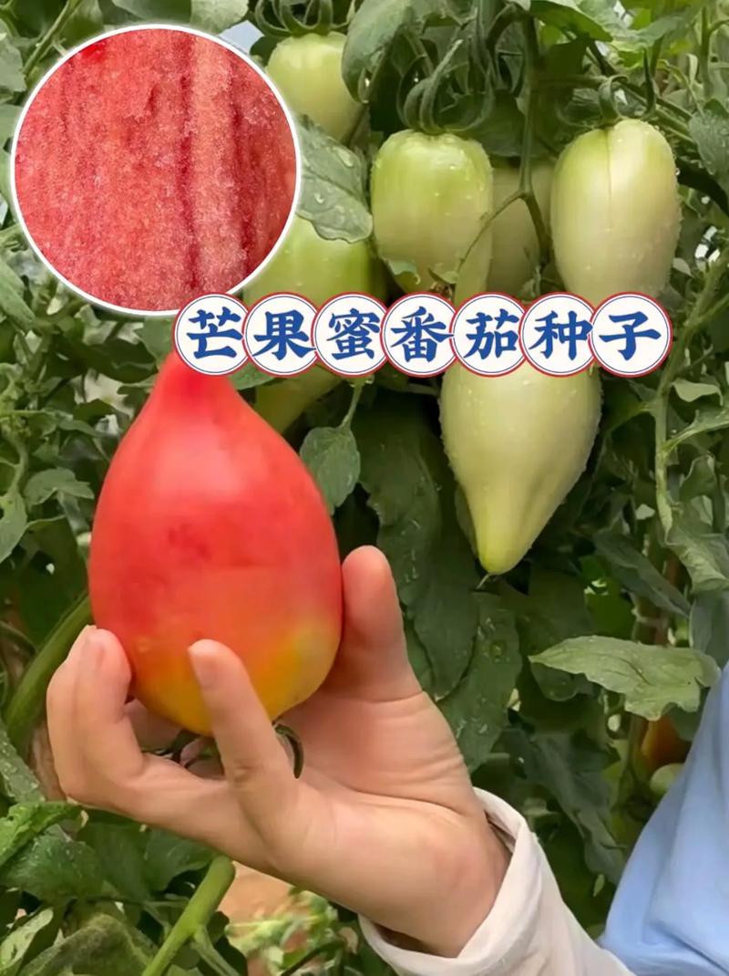 芒果番茄的种植时间「芒果蜜番茄怎么种植技术视频」 芒果番茄的种植时间「芒果蜜番茄怎么种植技术视频」 植物种类