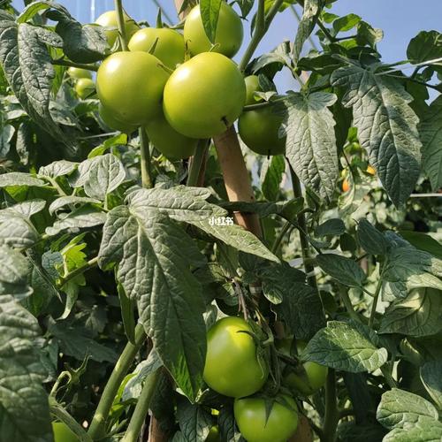 沙粉西红柿和硬粉西红柿哪个好吃「花皮球番茄怎么种植视频」 沙粉西红柿和硬粉西红柿哪个好吃「花皮球番茄怎么种植视频」 番茄病虫害防治