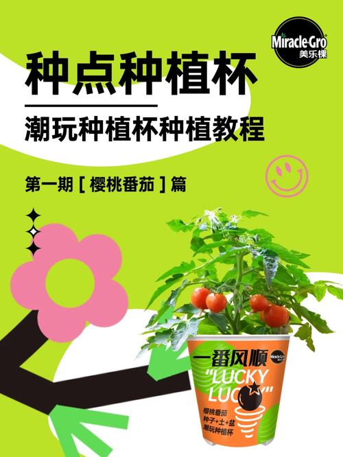公主番茄鱼来源「黑公主番茄种子怎么种植的」 公主番茄鱼来源「黑公主番茄种子怎么种植的」 植物种类