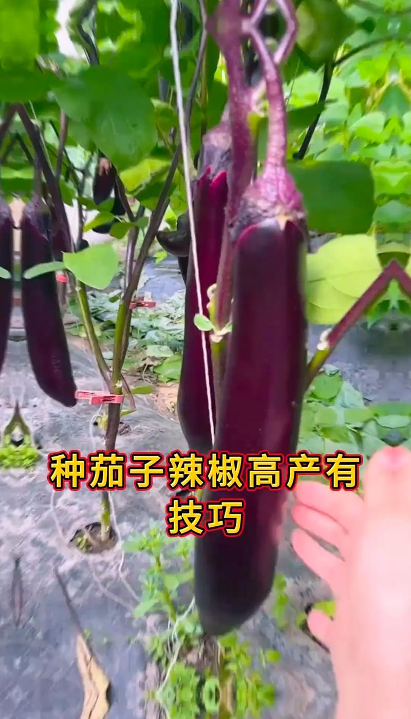种植辣椒和茄瓜需要注意哪些问题「茄子番茄辣椒怎么种植的视频」 种植辣椒和茄瓜需要注意哪些问题「茄子番茄辣椒怎么种植的视频」 番茄种植技巧