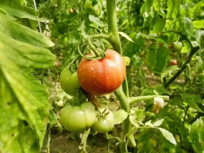 西红柿怎么种植才长得好「番茄怎么种植出来的好吃又甜」 番茄种植技巧 西红柿怎么种植才长得好「番茄怎么种植出来的好吃又甜」 西红柿怎么种植才长得好「番茄怎么种植出来的好吃又甜」 番茄种植技巧