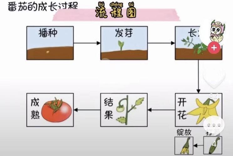 种小番茄的方法和步骤「小番茄怎么种植步骤」 种小番茄的方法和步骤「小番茄怎么种植步骤」 植物种类