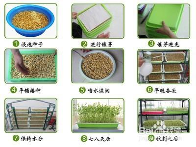 阳台蔬菜种子出苗后何时移栽「阳台蔬菜种子种植小技巧视频」 农业常识 阳台蔬菜种子出苗后何时移栽「阳台蔬菜种子种植小技巧视频」 阳台蔬菜种子出苗后何时移栽「阳台蔬菜种子种植小技巧视频」 农业常识