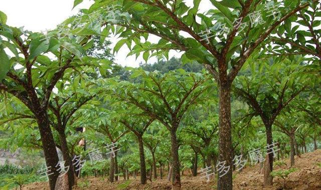 为什么魔芋最忌重茬「魔芋怎么种植番茄土壤」 为什么魔芋最忌重茬「魔芋怎么种植番茄土壤」 植物种类