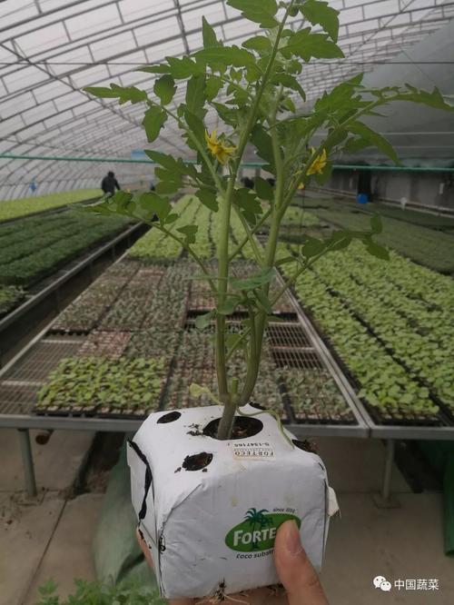 番茄双杆整枝怎么吊蔓「番茄整枝怎么种植视频」 番茄双杆整枝怎么吊蔓「番茄整枝怎么种植视频」 种植技巧