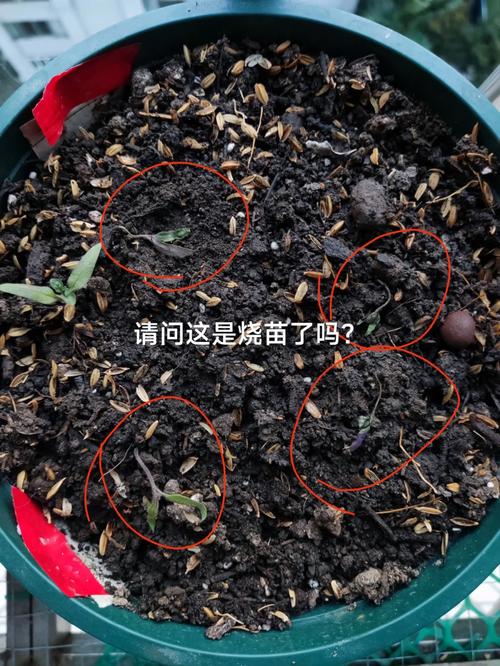 番茄枯萎了怎么补救「番茄怎么压新苗种植视频」 农业常识 番茄枯萎了怎么补救「番茄怎么压新苗种植视频」 番茄枯萎了怎么补救「番茄怎么压新苗种植视频」 农业常识