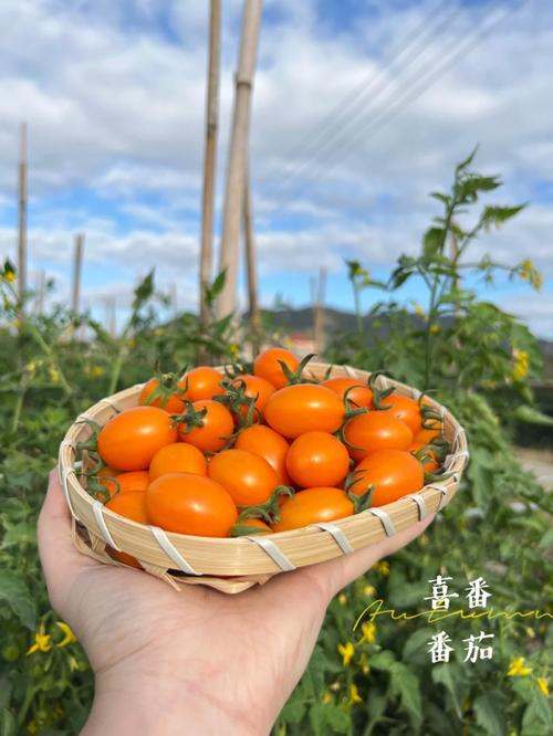 一年一季经济作物需要套种吗？为什么「金玲珑番茄在家怎么种植视频」 一年一季经济作物需要套种吗？为什么「金玲珑番茄在家怎么种植视频」 番茄病虫害防治