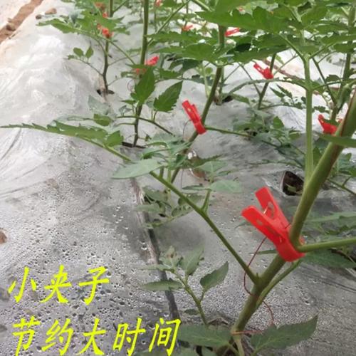 西红柿可以落蔓吗，注意什么「番茄怎么插杆子种植视频教程」 西红柿可以落蔓吗，注意什么「番茄怎么插杆子种植视频教程」 番茄种植技巧