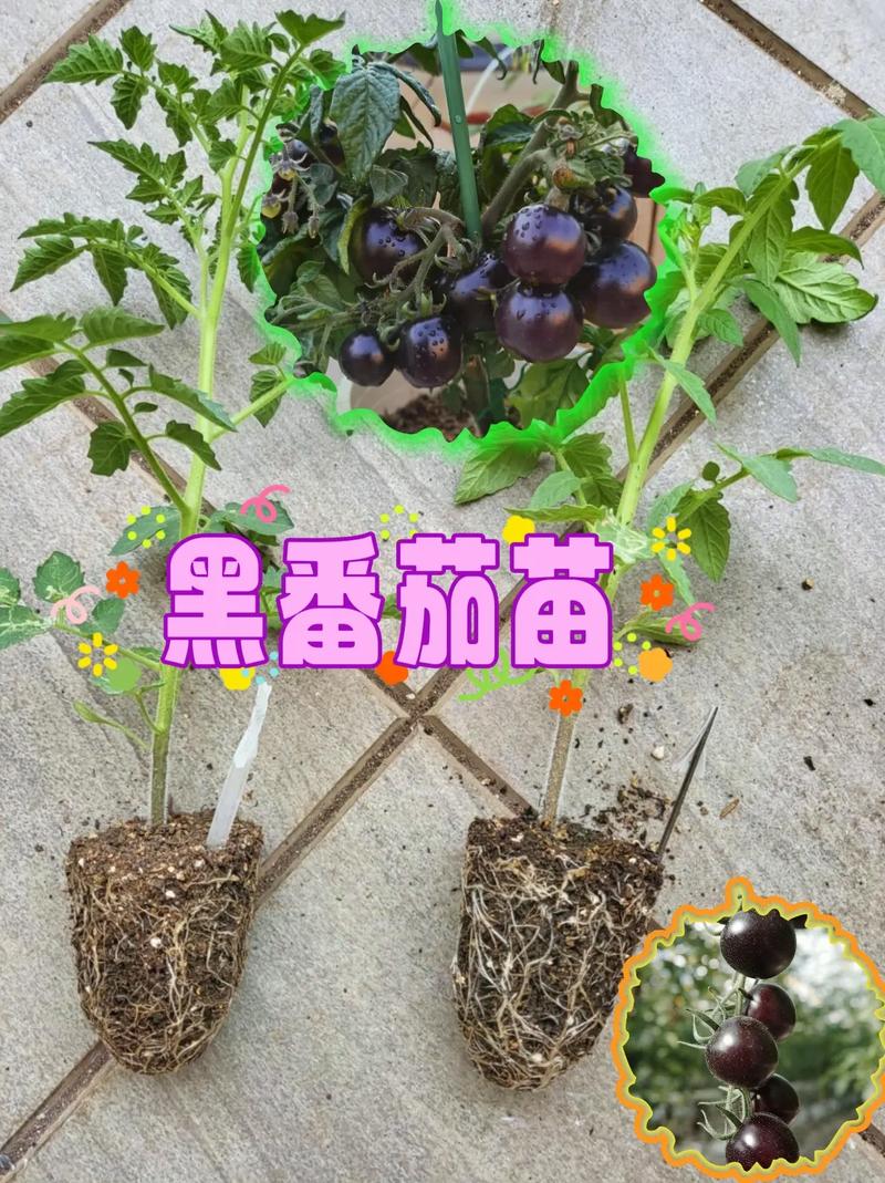 番茄种子怎么种植方法「黑番茄种子怎么种植物视频」 番茄种子怎么种植方法「黑番茄种子怎么种植物视频」 植物种类