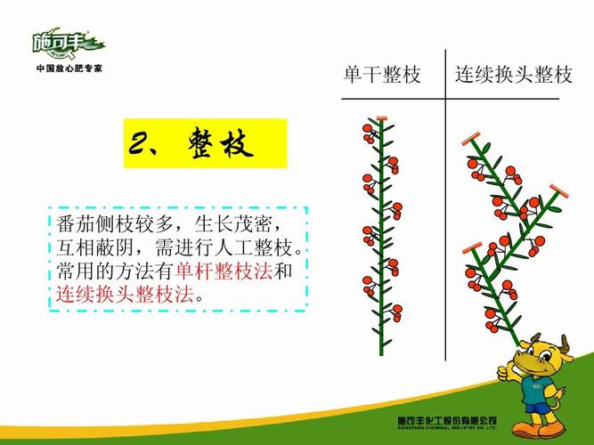 小番茄该怎样进行双杆整枝「番茄怎么牵枝种植视频教程」 小番茄该怎样进行双杆整枝「番茄怎么牵枝种植视频教程」 番茄种植技巧