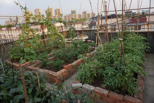 楼顶种菜该注意哪些问题？如何解决「屋顶蔬菜种植技巧视频」 楼顶种菜该注意哪些问题？如何解决「屋顶蔬菜种植技巧视频」 番茄种植技巧