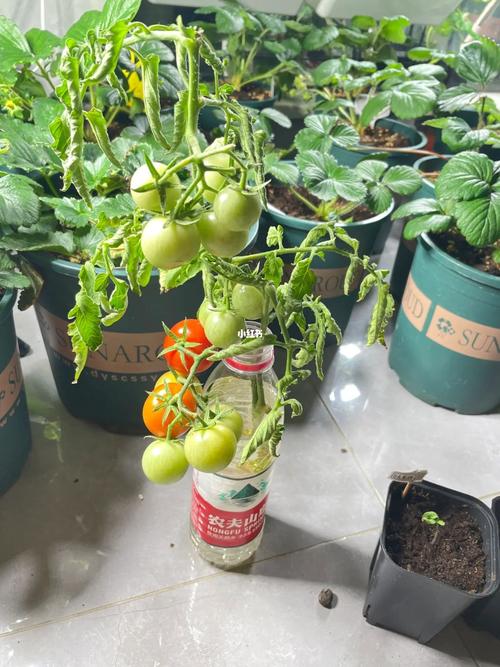怎么水培大番茄「水培盆栽番茄怎么种植好看」 怎么水培大番茄「水培盆栽番茄怎么种植好看」 番茄种植技巧