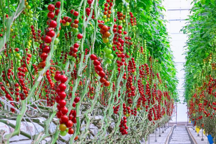 樱桃番茄是怎么种植的？该如何管理「樱桃番茄怎么种植方法视频」 樱桃番茄是怎么种植的？该如何管理「樱桃番茄怎么种植方法视频」 农业常识
