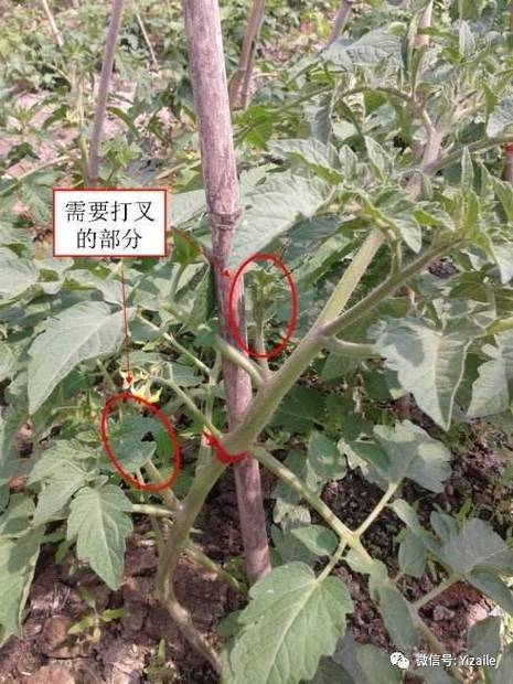 番茄要怎么修剪才是正确的「小番茄种植怎么修枝视频」 番茄要怎么修剪才是正确的「小番茄种植怎么修枝视频」 土壤施肥