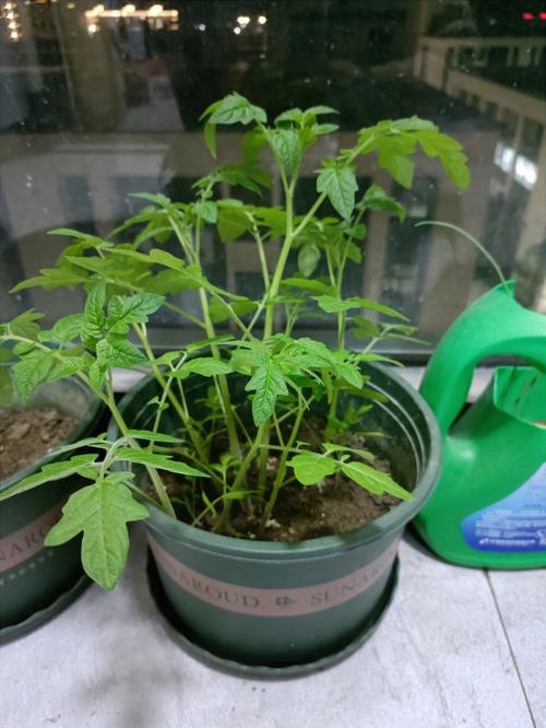 西红柿籽盆栽种植方法「小番茄怎么种植小盆栽视频」 西红柿籽盆栽种植方法「小番茄怎么种植小盆栽视频」 番茄种植技巧