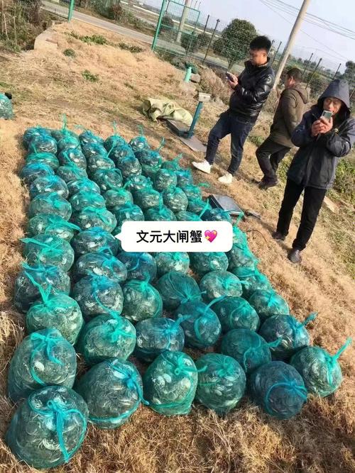 大闸蟹养殖「富氧蔬菜种植技巧视频」 农业常识 大闸蟹养殖「富氧蔬菜种植技巧视频」 大闸蟹养殖「富氧蔬菜种植技巧视频」 农业常识