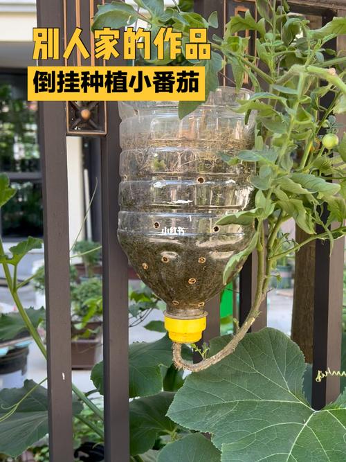 用油桶种菜的方法「空水桶种番茄怎么种植的」 用油桶种菜的方法「空水桶种番茄怎么种植的」 土壤施肥