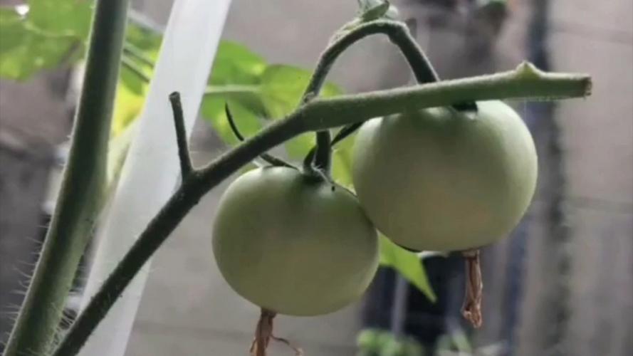 番茄的栽培技术和管理「番茄怎么种植成本最低呢」 番茄的栽培技术和管理「番茄怎么种植成本最低呢」 种植技巧