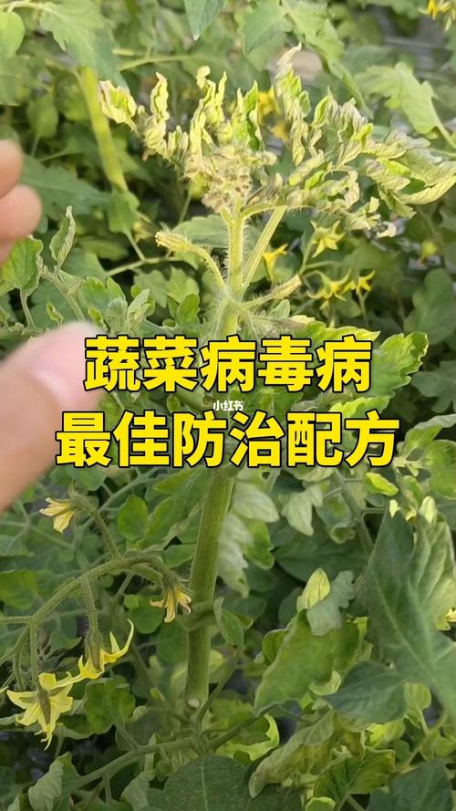 温室番茄怎样防病「番茄这么防病怎么种植的」 温室番茄怎样防病「番茄这么防病怎么种植的」 土壤施肥