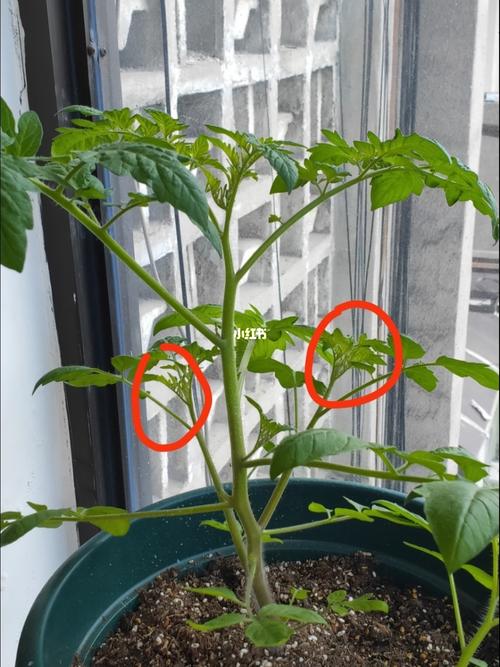 盆栽番茄整枝打叉技术「番茄种植怎么修剪侧芽视频」 盆栽番茄整枝打叉技术「番茄种植怎么修剪侧芽视频」 花朵知识