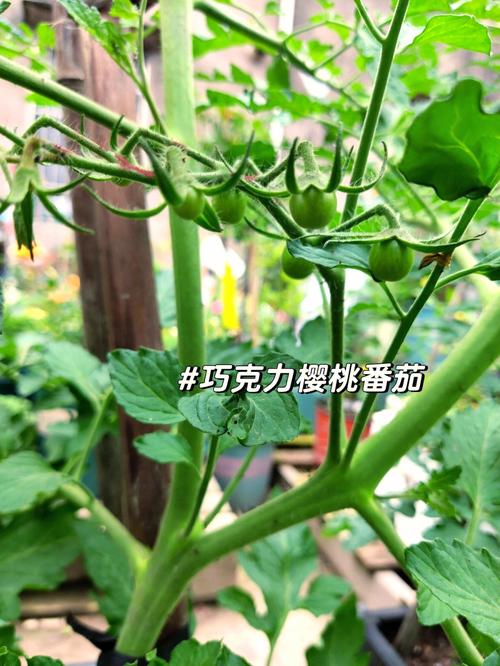 樱桃番茄怎样种植「番茄怎么整畦种植视频」 土壤施肥 樱桃番茄怎样种植「番茄怎么整畦种植视频」 樱桃番茄怎样种植「番茄怎么整畦种植视频」 土壤施肥
