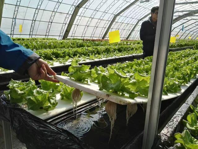 你见过最脏的女生宿舍是什么样「宿舍蔬菜种植小技巧视频教程」 你见过最脏的女生宿舍是什么样「宿舍蔬菜种植小技巧视频教程」 种植技巧