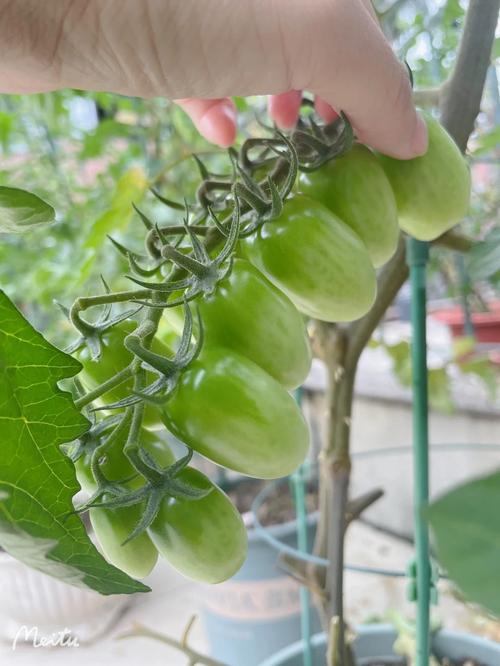 花生柿子番茄种植成本「黑番茄柿子怎么种植的视频」 花生柿子番茄种植成本「黑番茄柿子怎么种植的视频」 番茄病虫害防治