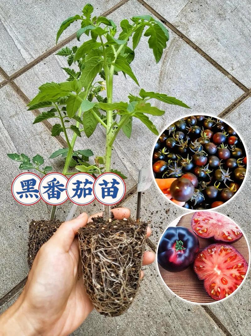 黑番茄主要种植地「黑番茄家庭怎么种植的视频」 黑番茄主要种植地「黑番茄家庭怎么种植的视频」 土壤施肥