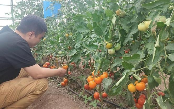 大黄西红柿哪个品种好吃「大黄番茄怎么种植方法和技术」 大黄西红柿哪个品种好吃「大黄番茄怎么种植方法和技术」 种植技巧